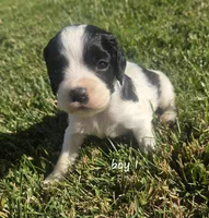 Kavik, a male English Springer Spaniel and Cocker Spaniel for sale in Artois, CA – 1 of 4