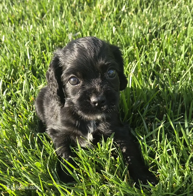 Kye – Sprocker Spaniel puppy for sale in Artois, CA