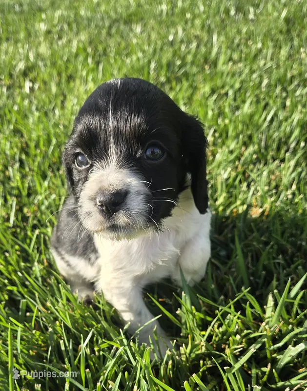 Kam – English Springer Spaniel, Cocker Spaniel puppy for sale in Artois, CA