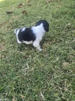 Kam, a male English Springer Spaniel and Cocker Spaniel for sale in Artois, CA – 2 of 3