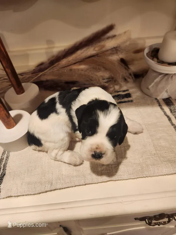 Kavik, a male Sprocker Spaniel for sale in Artois, CA – Photo 1 of 2