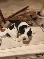 Kavik, a male Sprocker Spaniel for sale in Artois, CA – Photo 1 of 2