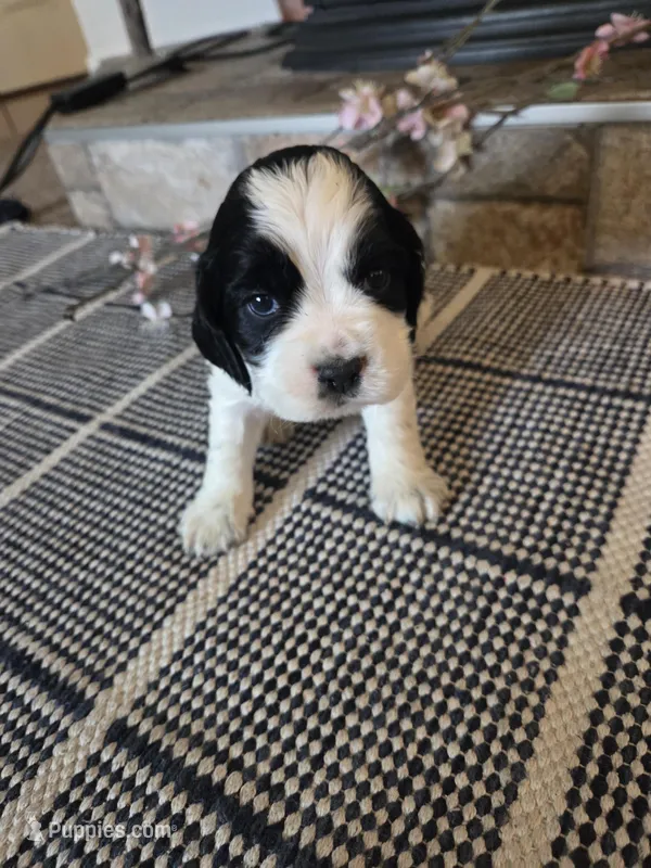 Kavik – Sprocker Spaniel puppy for sale in Artois, CA