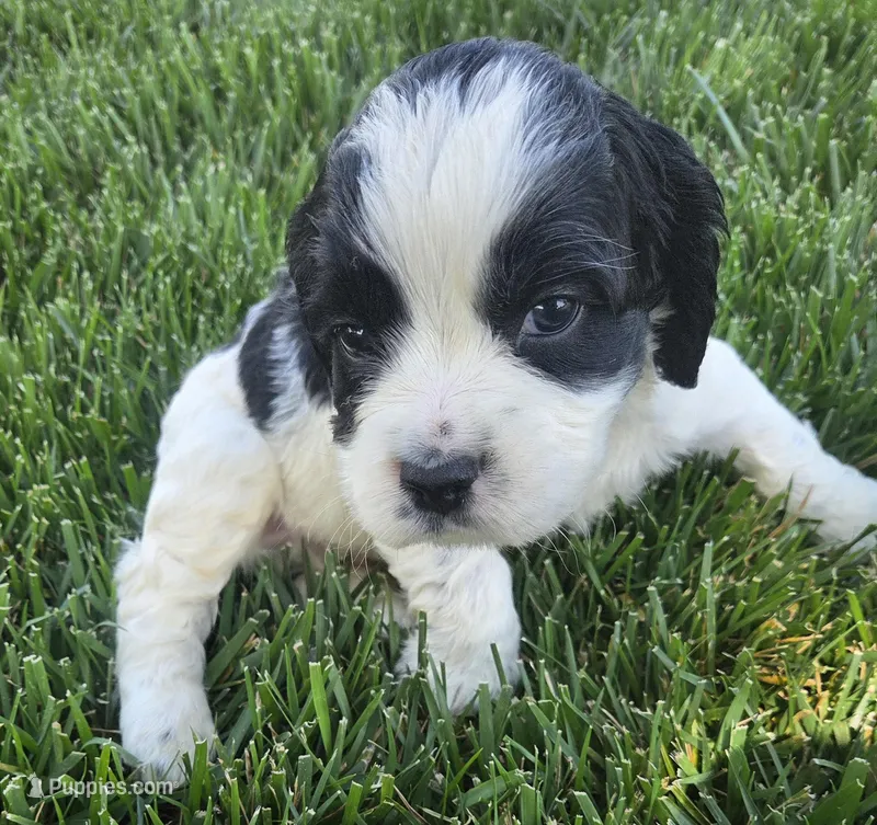 Kavik – Sprocker Spaniel puppy for sale in Artois, CA