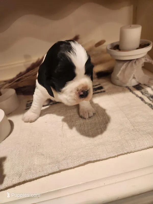 Kavik – Sprocker Spaniel puppy for sale in Artois, CA