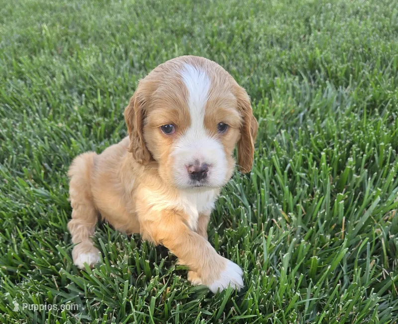 Theo – Sprocker Spaniel puppy for sale in Artois, CA