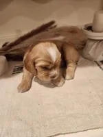 Theo, a male Sprocker Spaniel for sale in Artois, CA – Photo 3 of 3