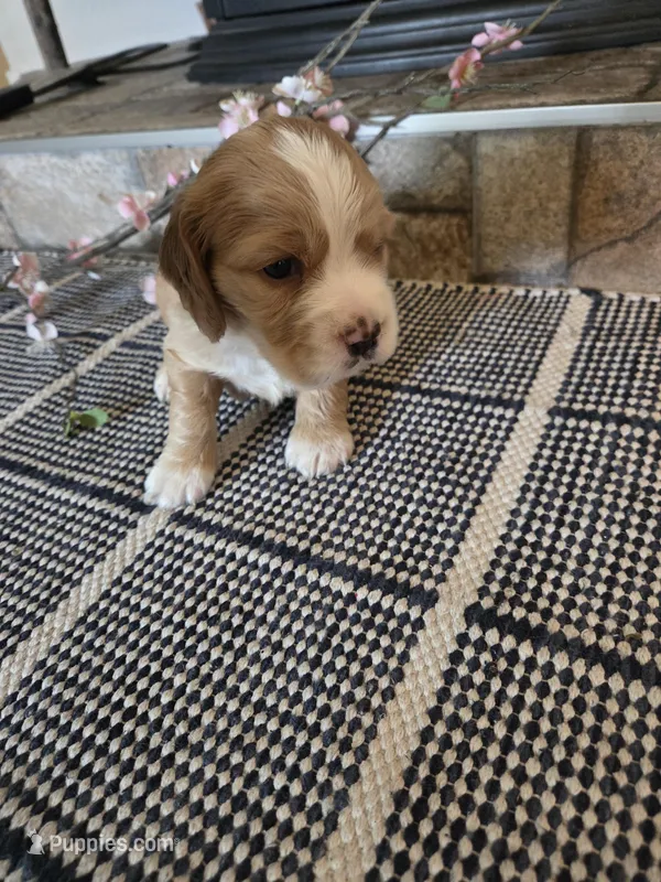 Theo – Sprocker Spaniel puppy for sale in Artois, CA