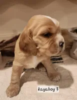 Theo, a male Sprocker Spaniel for sale in Artois, CA – Photo 2 of 3