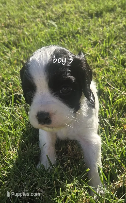 Theo – Sprocker Spaniel puppy for sale in Artois, CA