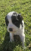 Theo, a male Sprocker Spaniel for sale in Artois, CA – 1 of 4