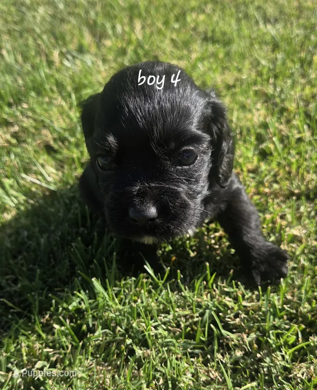 Kye – Sprocker Spaniel puppy for sale in Artois, CA