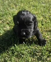 Kye, a male Sprocker Spaniel for sale in Artois, CA – 1 of 3