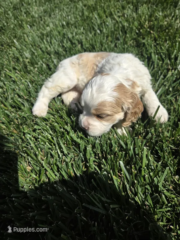 Kam – Sprocker Spaniel puppy for sale in Artois, CA