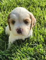 Kye, a male Sprocker Spaniel for sale in Artois, CA – Photo 2 of 4