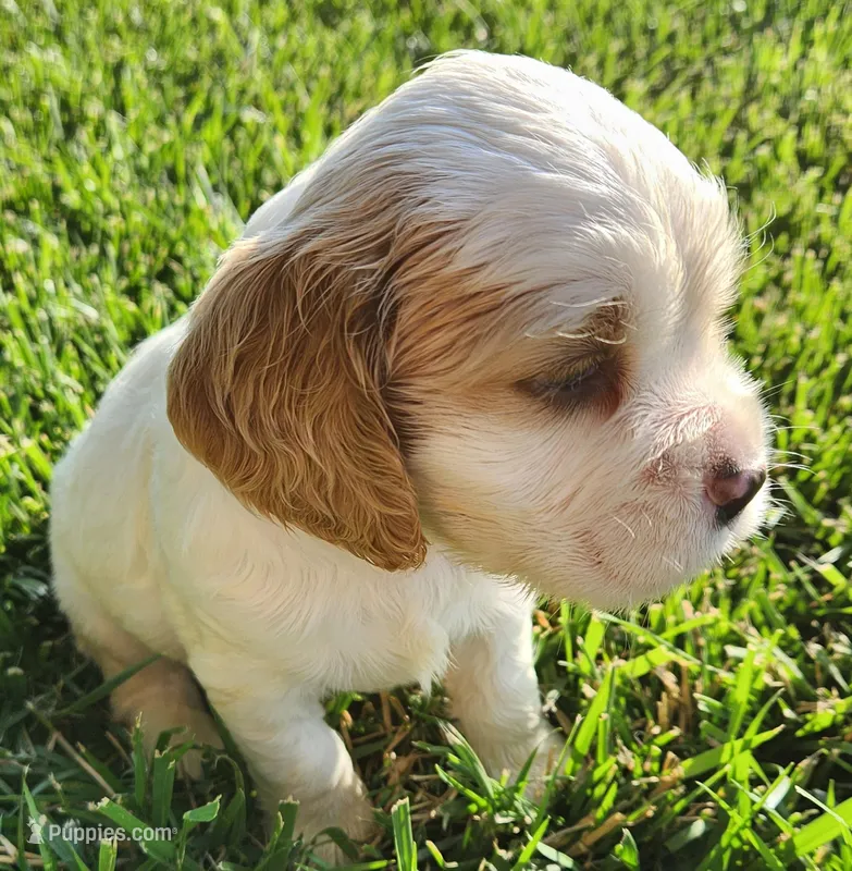 Kye – Sprocker Spaniel puppy for sale in Artois, CA
