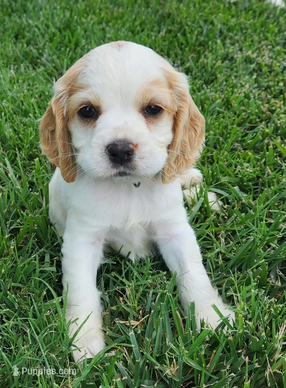Kam – Sprocker Spaniel puppy for sale in Artois, CA