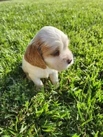 Kye, a male Sprocker Spaniel for sale in Artois, CA – Photo 4 of 4