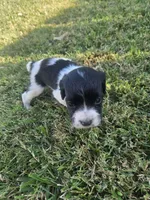 Kam, a male English Springer Spaniel and Cocker Spaniel for sale in Artois, CA – 3 of 3