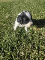 Theo, a male Sprocker Spaniel for sale in Artois, CA – 3 of 4