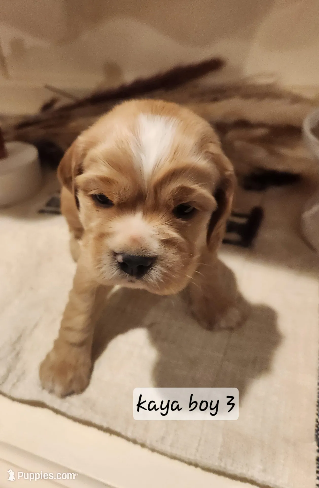 Theo, a male Sprocker Spaniel for sale in Artois, CA – Photo 1 of 3