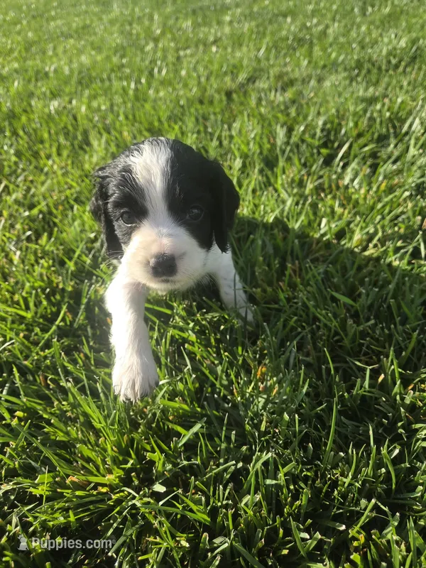 Theo – Sprocker Spaniel puppy for sale in Artois, CA