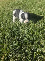 Kavik, a male English Springer Spaniel and Cocker Spaniel for sale in Artois, CA – 3 of 4