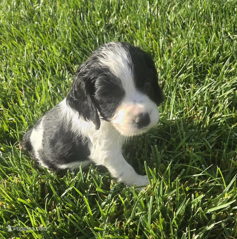 Kavik – English Springer Spaniel, Cocker Spaniel puppy for sale in Artois, CA