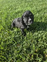 Bo, a male Sprocker Spaniel for sale in Artois, CA – 3 of 4