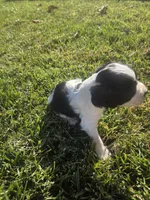 Kavik, a male English Springer Spaniel and Cocker Spaniel for sale in Artois, CA – 2 of 4
