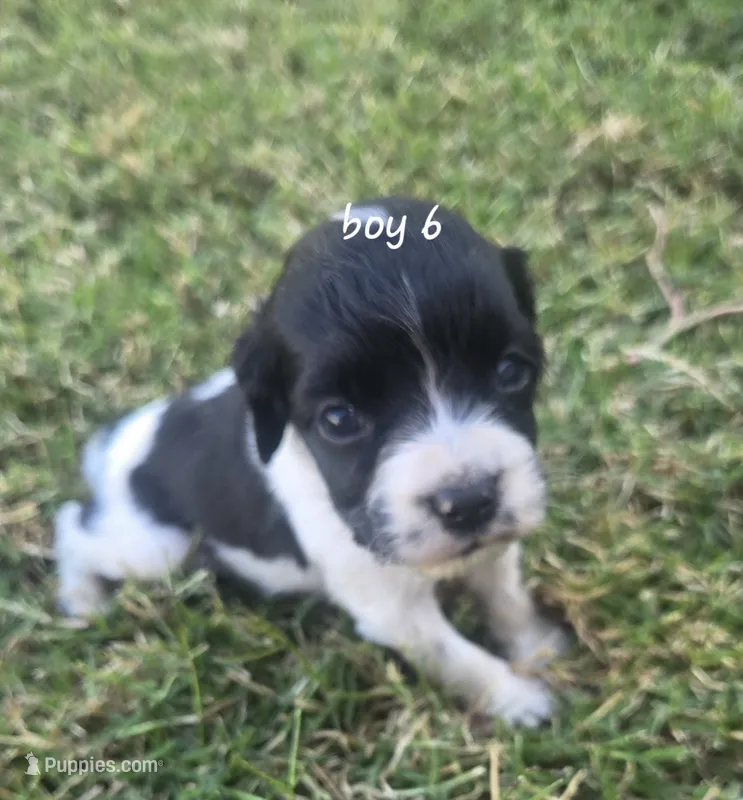 Kam – English Springer Spaniel, Cocker Spaniel puppy for sale in Artois, CA