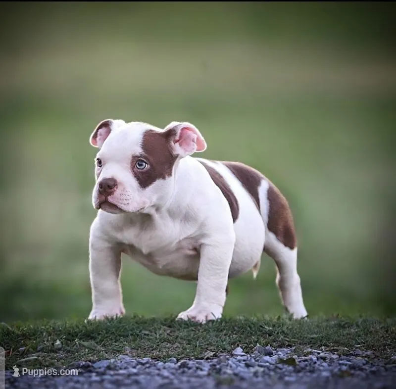 Justin – American Bully puppy for sale in Mesa, AZ