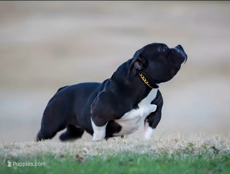 Nyx – American Bully puppy for sale in Mesa, AZ