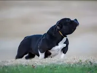 Nyx, a female American Bully for sale in Mesa, AZ – 1 of 3