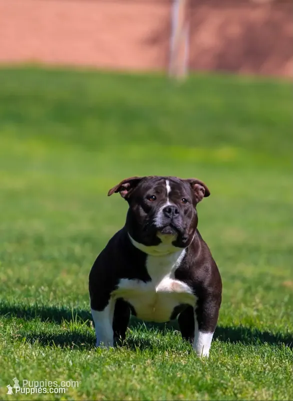 Nyx – American Bully puppy for sale in Mesa, AZ