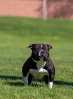 Nyx, a female American Bully for sale in Mesa, AZ – 3 of 3