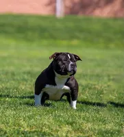 Nyx, a female American Bully for sale in Mesa, AZ – 2 of 3