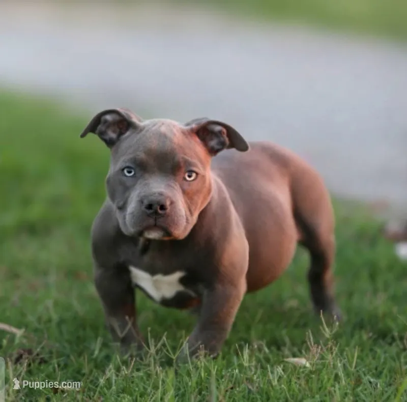 Madonna – American Bully puppy for sale in Mesa, AZ