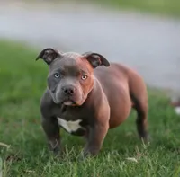 Madonna, a female American Bully for sale in Mesa, AZ – 1 of 1
