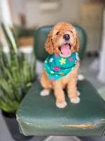 Mia, a female Bernedoodle for sale in Wagener, SC – 2 of 2