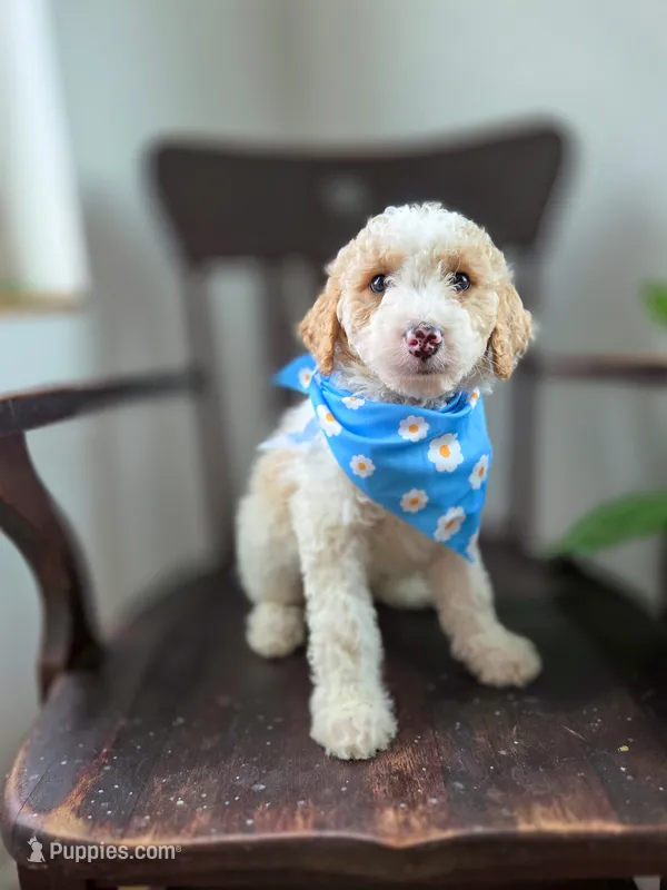 Marley – Bernedoodle puppy for sale in Wagener, SC