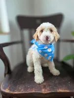Marley, a male Bernedoodle for sale in Wagener, SC – 1 of 4