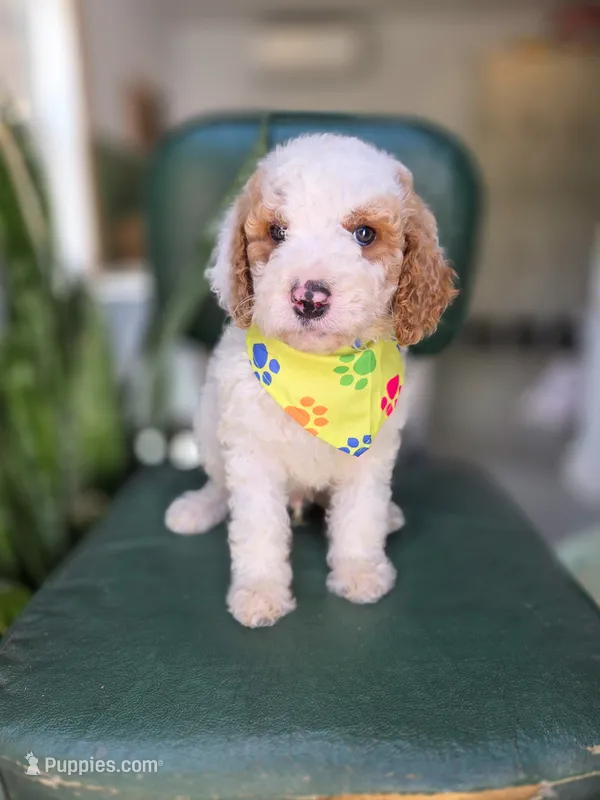 Moose – Bernedoodle puppy for sale in Wagener, SC