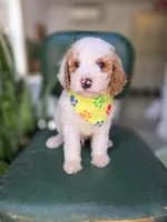 Moose, a male Bernedoodle for sale in Wagener, SC – 1 of 2