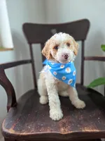 Marley, a male Bernedoodle for sale in Wagener, SC – 2 of 4