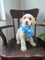 Marley, a male Bernedoodle for sale in Wagener, SC – 4 of 4