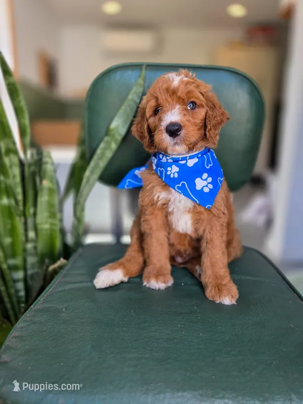 Marlo – Bernedoodle puppy for sale in Wagener, SC