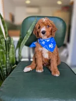Marlo, a male Bernedoodle for sale in Wagener, SC – 1 of 1