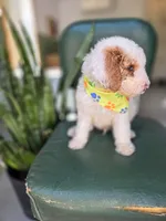 Moose, a male Bernedoodle for sale in Wagener, SC – 2 of 2