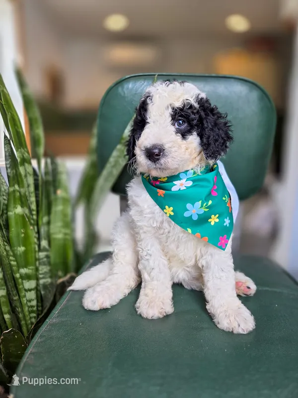 Millie – Bernedoodle puppy for sale in Wagener, SC